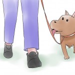 Basic dog training tips