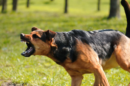 Dog training for aggressive dogs